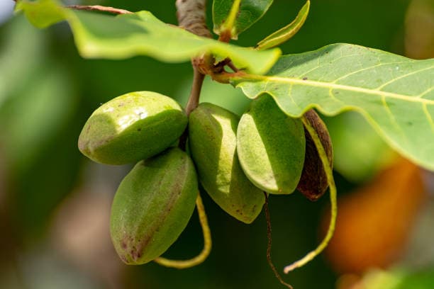خرید بادام درختی + قیمت فروش استثنایی
